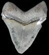 Serrated, Juvenile Megalodon Tooth #56517-1